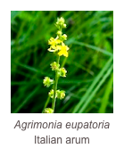 ￼Agrimonia eupatoria
Italian arum