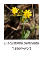 ￼Blackstonia perfoliata
Yellow-wort 