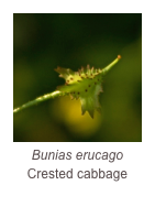 ￼Bunias erucago
Crested cabbage