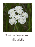 ￼Bunium ferulaceum
milk thistle
