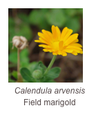 ￼Calendula arvensis
Field marigold
