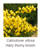 ￼Calicotome villosa
Hairy thorny broom