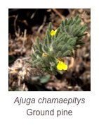 ￼Ajuga chamaepitys
Ground pine
