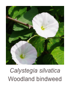 ￼Calystegia silvatica
Woodland bindweed