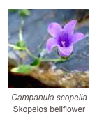 ￼Campanula scopelia
Skopelos bellflower