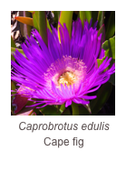 ￼Caprobrotus edulis
Cape fig