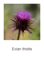 ￼Carduus euboicus
Evian thistle