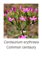 ￼Centaurium erythraea
Common centaury