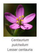 ￼Centaurium pulchellum
Lesser centauria