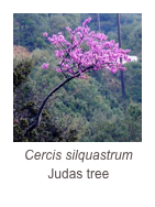 ￼Cercis silquastrum
Judas tree