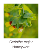 ￼Cerinthe major
Honeywort