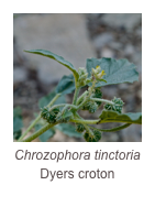 ￼Chrozophora tinctoria
Dyers croton