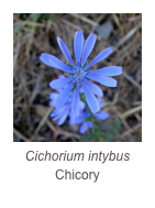 ￼Cichorium intybus
Chicory