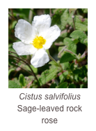 ￼Cistus salvifolius
Sage-leaved rock rose