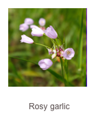 ￼Allium roseum
Rosy garlic