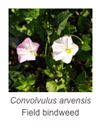 ￼Convolvulus arvensis
Field bindweed