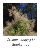 ￼Cotinus coggygria
Smoke tree