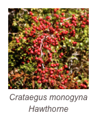 ￼Crataegus monogyna Hawthorne
