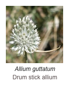 ￼Allium guttatum
Drum stick allium