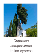 ￼Cupressa sempervirens
Italian cypress