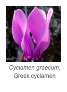 ￼Cyclamen graecum.
Greek cyclamen