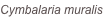 shapeimage_97_link_0