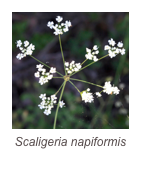 ￼Scilla hyacinthoides
Large  scilla