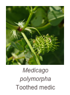 ￼Medicago polymorpha
Toothed medic