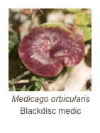 ￼Medicago orbicularis
Blackdisc medic 