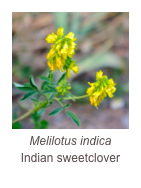 ￼Melilotus indica 
Indian sweetclover