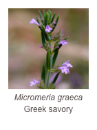 ￼Micromeria graeca
Greek savory
