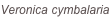 shapeimage_181_link_0