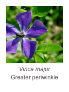 ￼Vinca major
Greater periwinkle