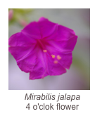￼Mirabilis jalapa
4 o'clok flower