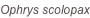 shapeimage_40_link_0