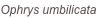 shapeimage_42_link_0