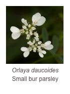 ￼Orobanche reticulata
Thistle broomrape