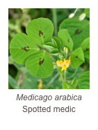 ￼Medicago arabica
Spotted medic