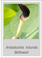 ￼
Aristolochia  rotunda Birthwort