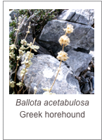 ￼Ballota acetabulosa
Greek horehound