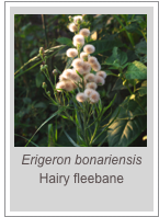 ￼Erigeron bonariensis
Hairy fleebane