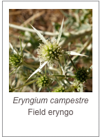 ￼Eryngium campestre
Field eryngo