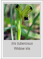￼Iris tuberosus
Widow iris