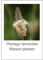 ￼Plantago lanceolata
Ribwort plantain