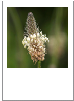 ￼Plantago lanceolata
Ribwort plantain