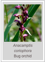 ￼Anacamptis coriophora
Bug orchid