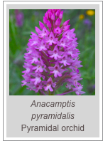 ￼Anacamptis pyramidalis
Pyramidal orchid