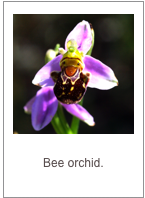 ￼Ophrys apifera
Bee orchid.