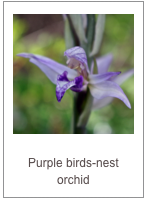 ￼Limodorum abortivum
Purple birds-nest orchid