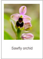 ￼Ophrys tenthredinifera
Sawfly orchid